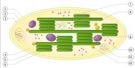 Chloroplast ultrastructure: